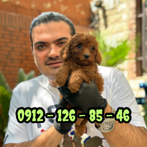 فروش سگ پودل
