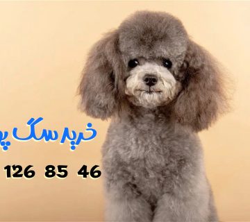 توی پودل