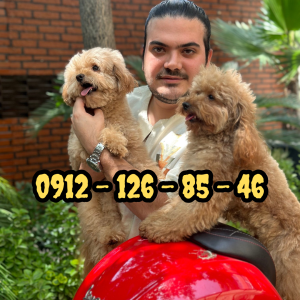 فروش سگ پودل