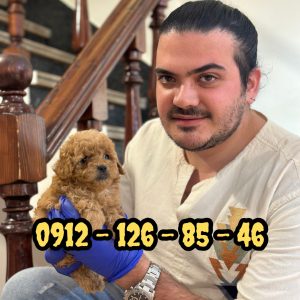توی پودل