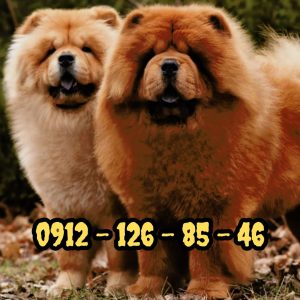 فروش سگ چاوچاو