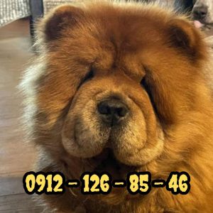 توله چاوچاو