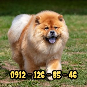 توله‌ چاوچاو