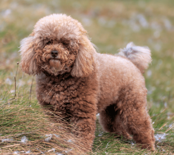 فروش سگ پودل