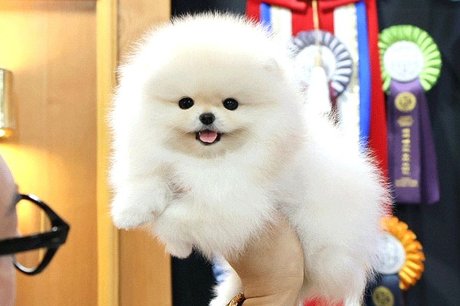 سگ پامرانین