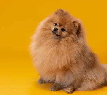 سگ پامرانین و حیوانات