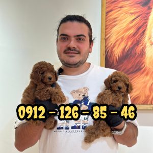سگ پودل