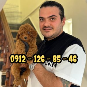سگ پودل