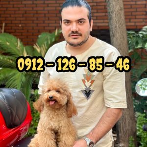 پودل توی