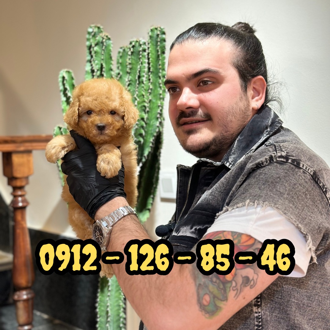 فروش سگ پودل