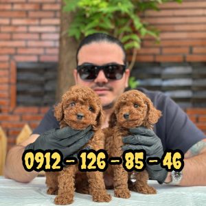 فروش سگ پودل