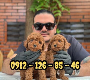 فروش سگ پودل