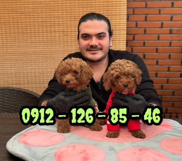 nipetlovers 09121268546