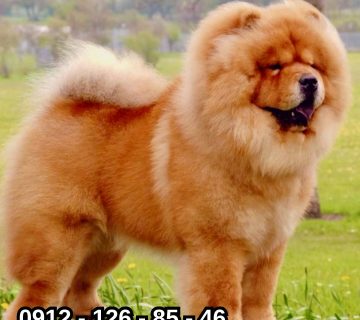 nipetlovers 09121268546