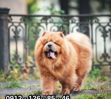 nipetlovers 09121268546