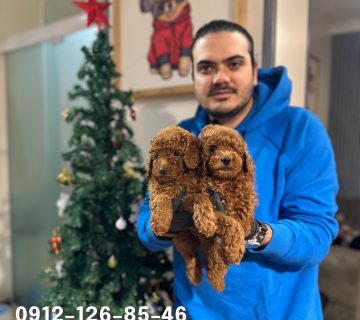 Two cute brown poodle puppies sitting in a man's arms, looking calm and happy. The man is gently holding them, with the puppies nestled comfortably against his chest, their fluffy fur visible as they gaze up with playful expressions.