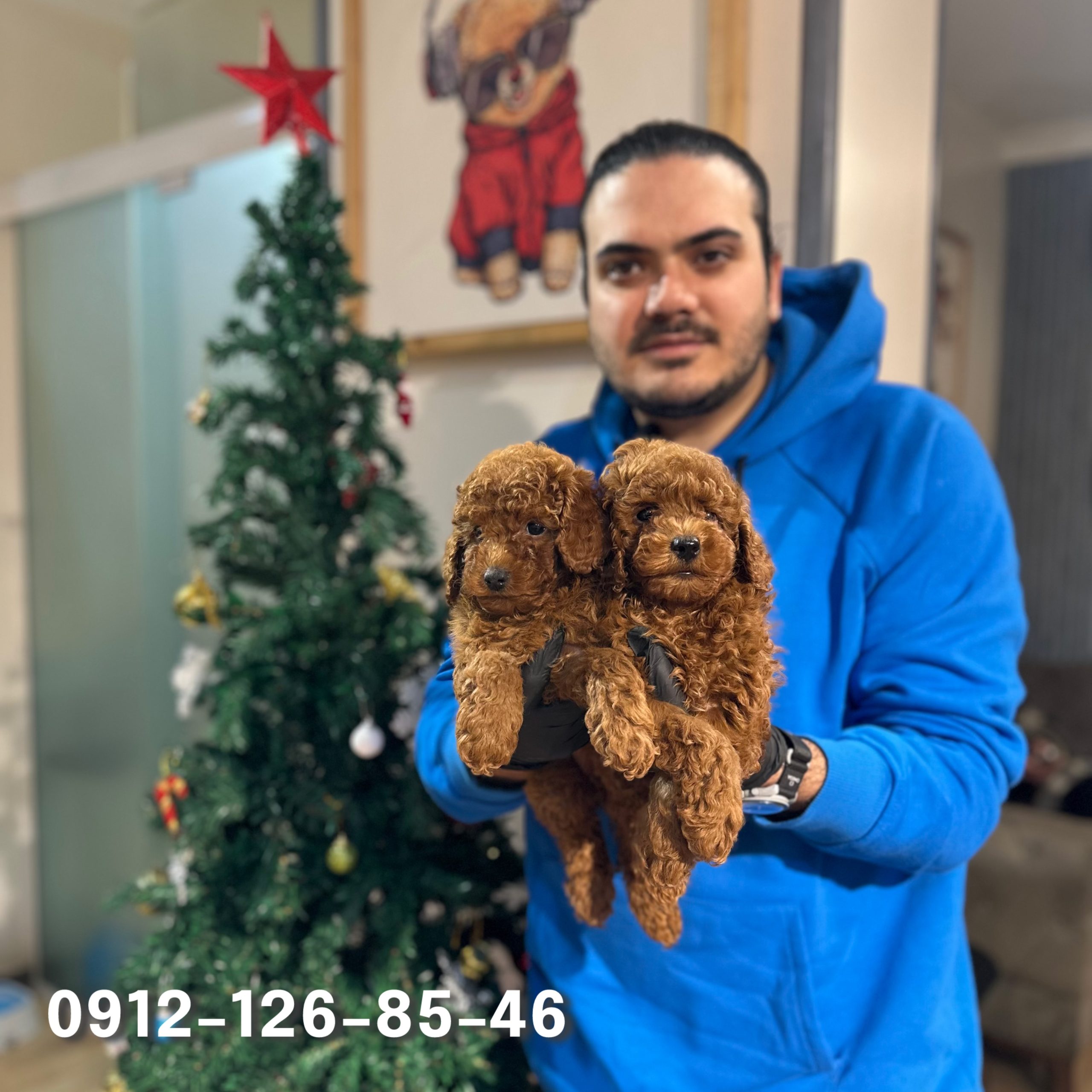Two cute brown poodle puppies sitting in a man's arms, looking calm and happy. The man is gently holding them, with the puppies nestled comfortably against his chest, their fluffy fur visible as they gaze up with playful expressions.