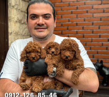 Three adorable, smiling brown puppies nestled in a man's hands, looking joyful and playful with their fur gently ruffled. The man’s hands are cradling them with care, and the puppies' tiny paws are visible as they look up happily.