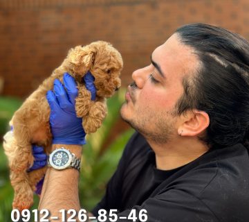 A side profile of a cute, cream-colored poodle puppy with soft, fluffy fur. The puppy has an innocent expression, with its ears slightly perked and its eyes looking curiously ahead. The gentle contours of its face and the light color of its coat emphasize its adorable features.