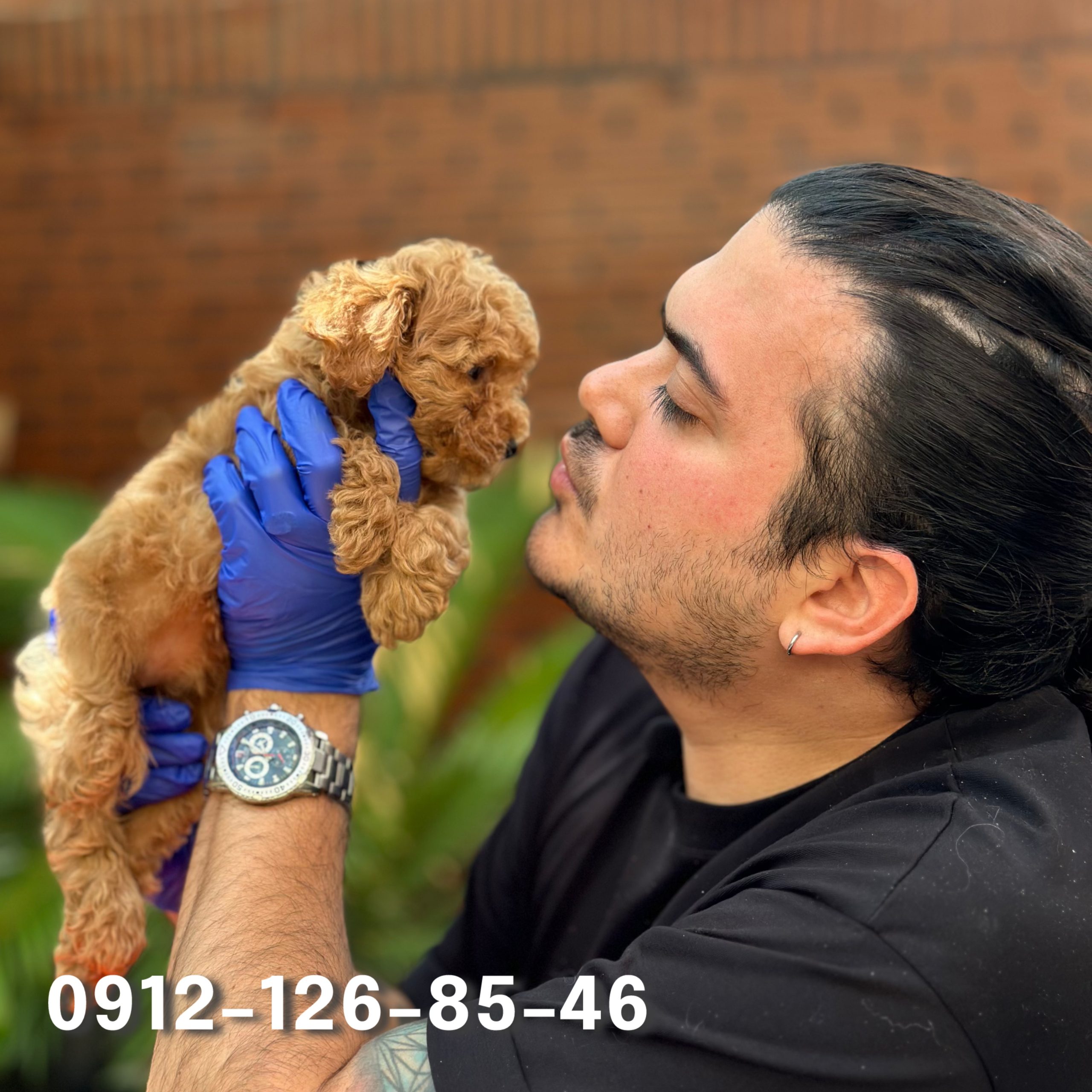 A side profile of a cute, cream-colored poodle puppy with soft, fluffy fur. The puppy has an innocent expression, with its ears slightly perked and its eyes looking curiously ahead. The gentle contours of its face and the light color of its coat emphasize its adorable features.